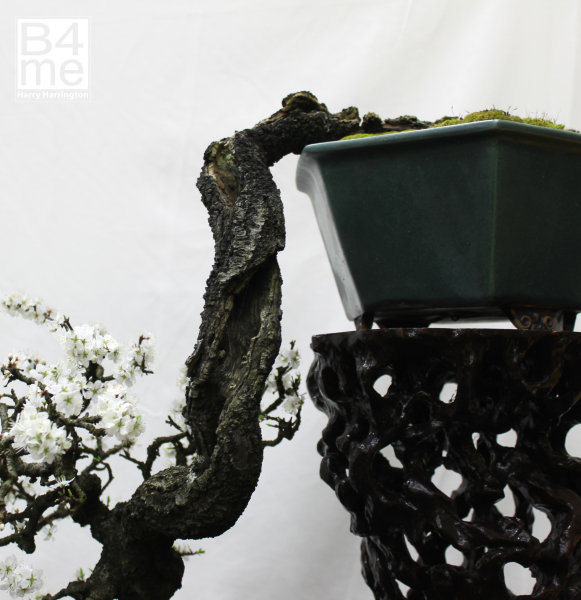 Prunus spinosa Blackthorn bonsai